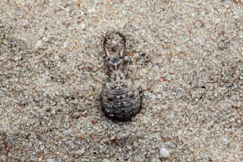 Ant lion in the sand