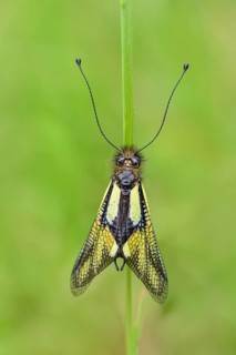 Dragonfly butterfly