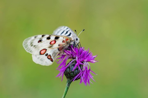 Red Apollo butterfly female
