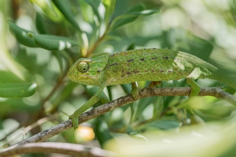 Mediterranean chameleon