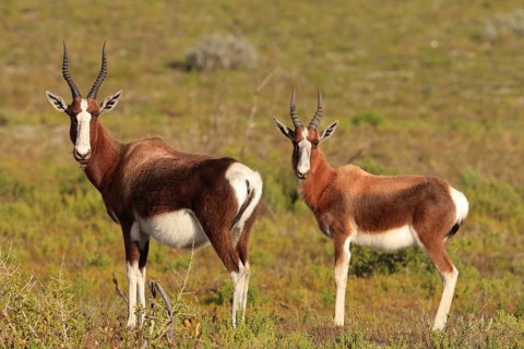 Bontebok