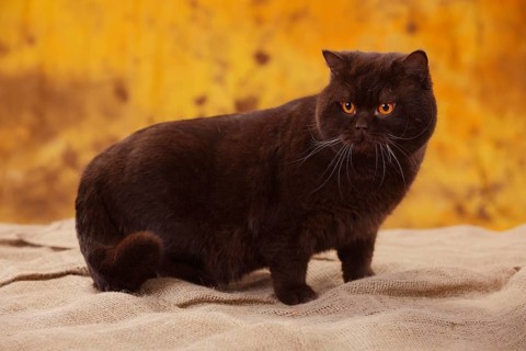 British shorthair
