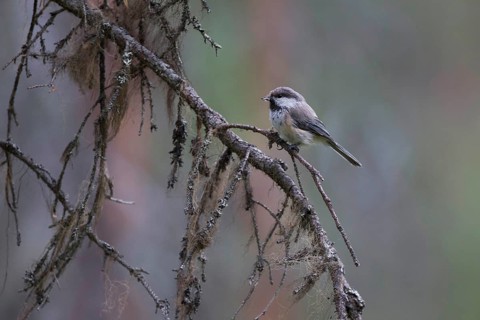 Grey-headed Chickadee