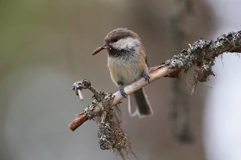 Grey-headed Chickadee