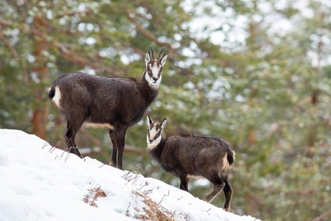 Chamoises