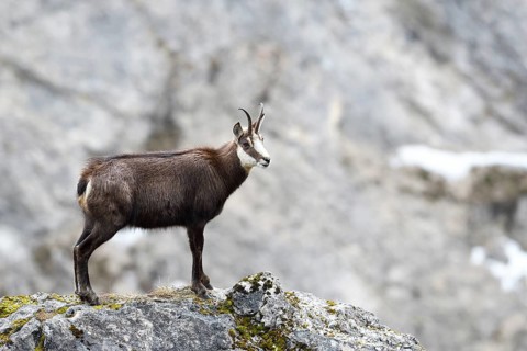 Chamois