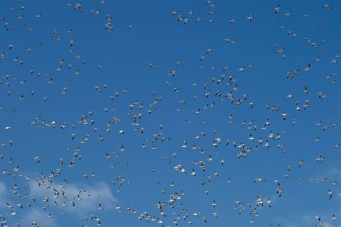 Snow geese
