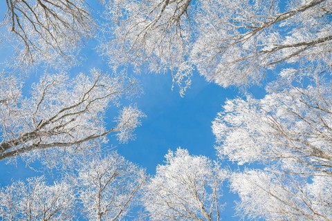 Tree tops of deep snow covered beech forest against blue sky in Neuchatel Jura