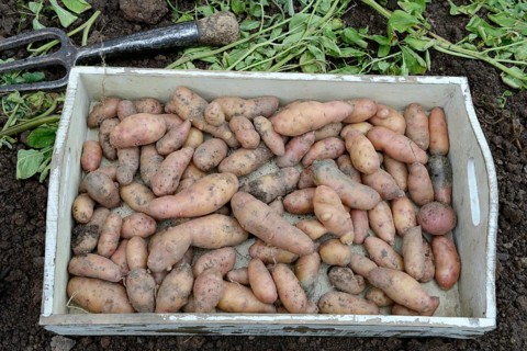 Potatoes