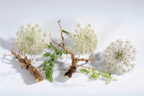 Wild carrot