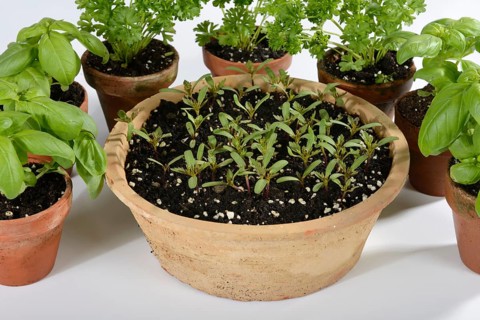 Various herbs