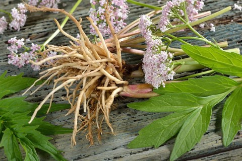 True Valerian