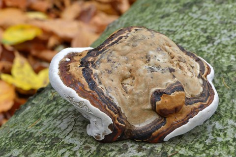 Red Banded Polypore