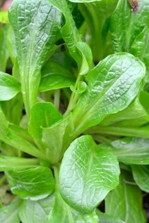 Lettuce