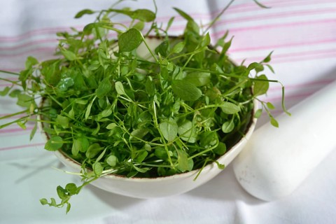 Common chickweed
