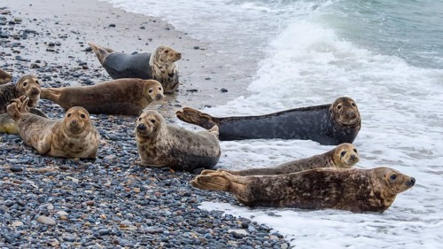 Grey Seal