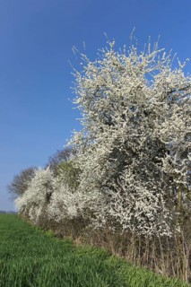 Flowering sloe hedge at the edge of the field