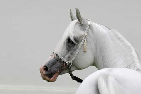 Arabian thoroughbred