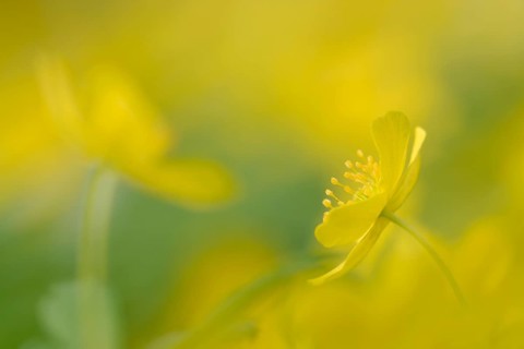 Yellow Anemone