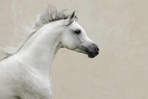Arabian thoroughbred
