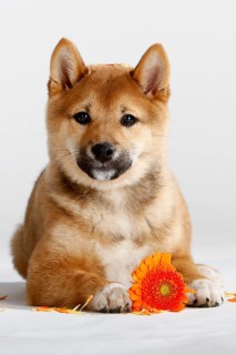 Shiba-Inu