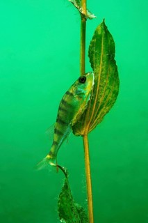 European perch