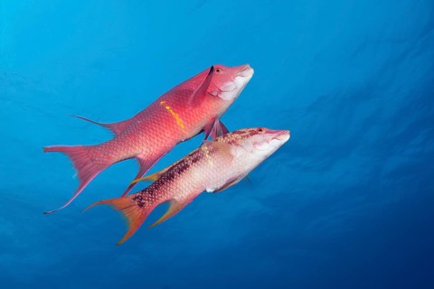 Mexican hogfishes