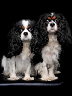 Cavalier King Charles Spaniel
