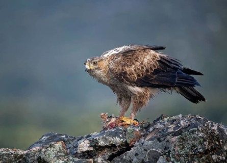 Bonelli's eagle