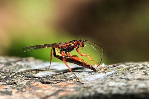 Ichneumon fly lays eggs in tree bark
