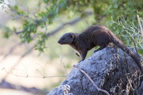 Dwarf mongoose
