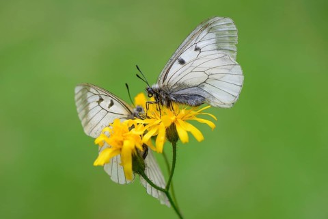 Male Black Apollo