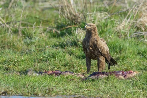 Male Lesser spotted eagle