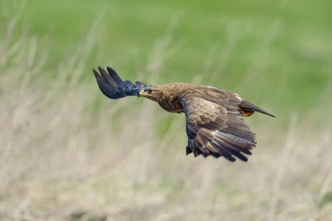 Male Lesser spotted eagle