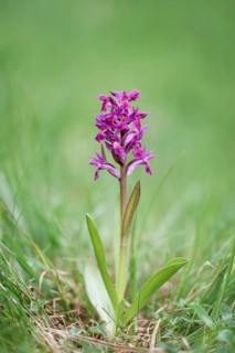 Elder-flowered Orchid