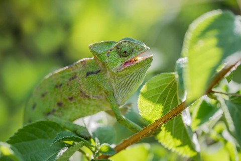 Mediterranean chameleon