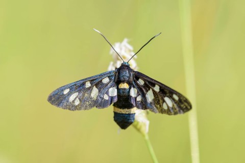 Nine-spotted moth