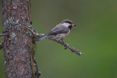 Grey-headed Chickadee