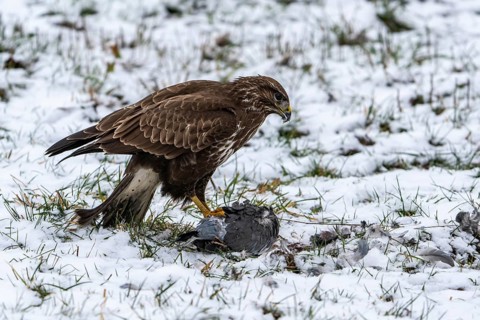 Steppe buzzard