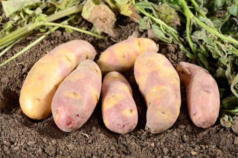 Potatoes