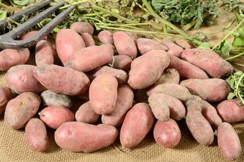 Potatoes