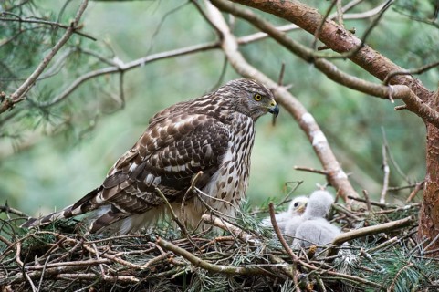 Northern goshawk