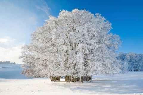 Huge beech tree covered with deep snow under blue sky