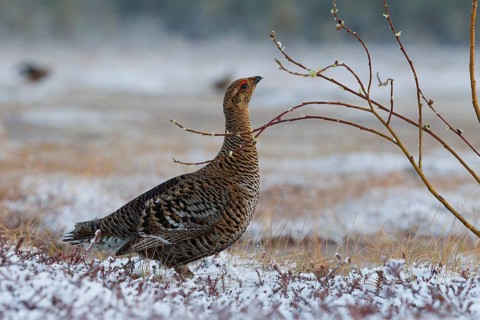 Black grouse
