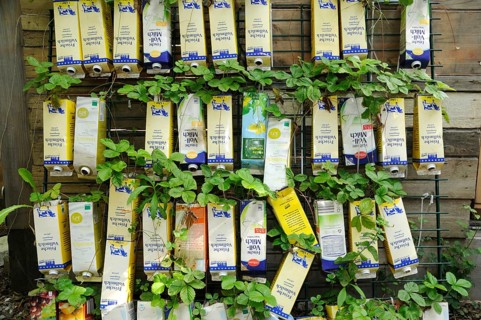 Strawberries planted in Tetra Pak