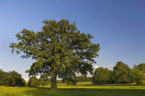Oak