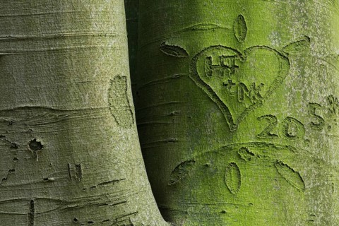 Beechwald