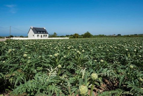 Artichokes