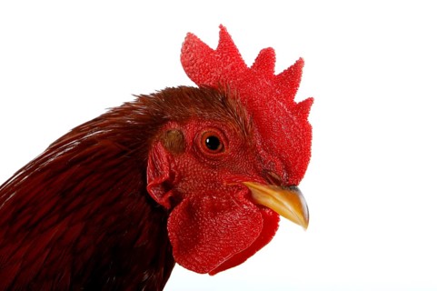 Bantam rooster