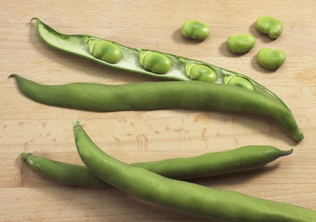 Fava Bean